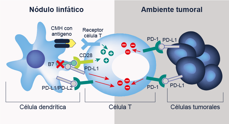 Mecanismo de acción Pembrolizumab img 01