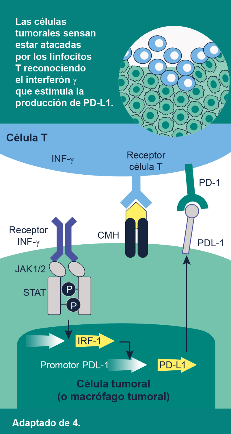 Mecanismo de acción Pembrolizumab img 02