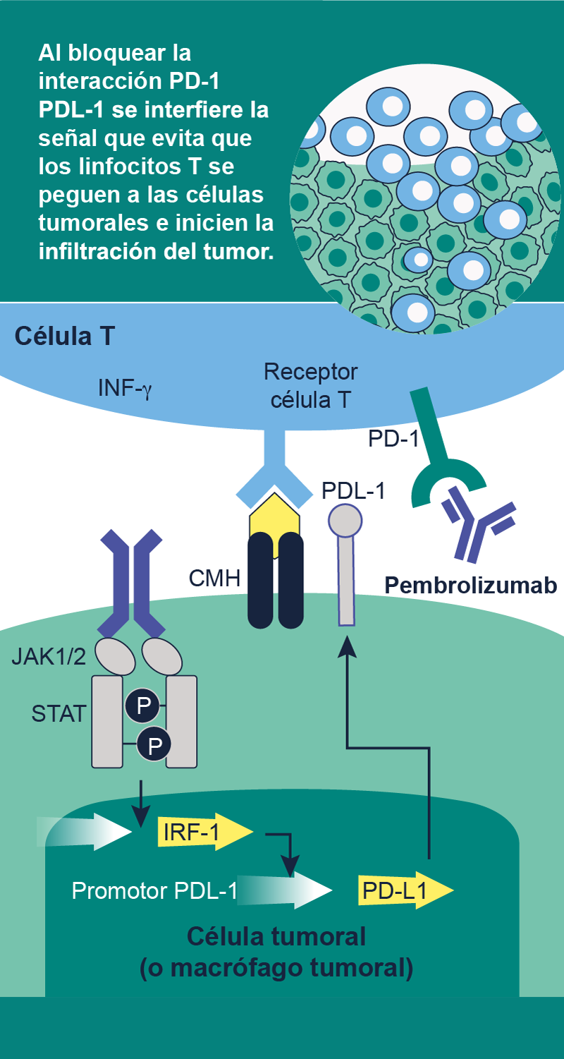 Mecanismo de acción Pembrolizumab img 03